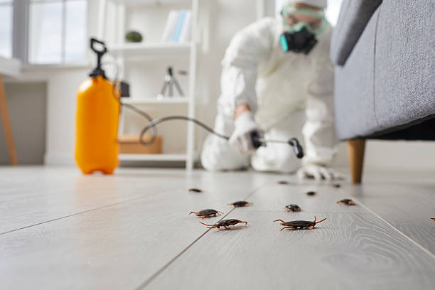 Commercial Rodent Management in Ewa Beach